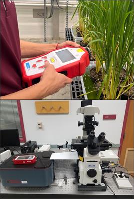 Contemporary applications of vibrational spectroscopy in plant stresses and phenotyping